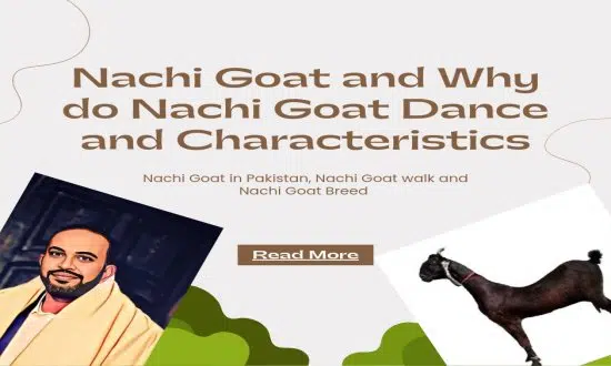 Nachi Dancing Goat Breed Pakistan
